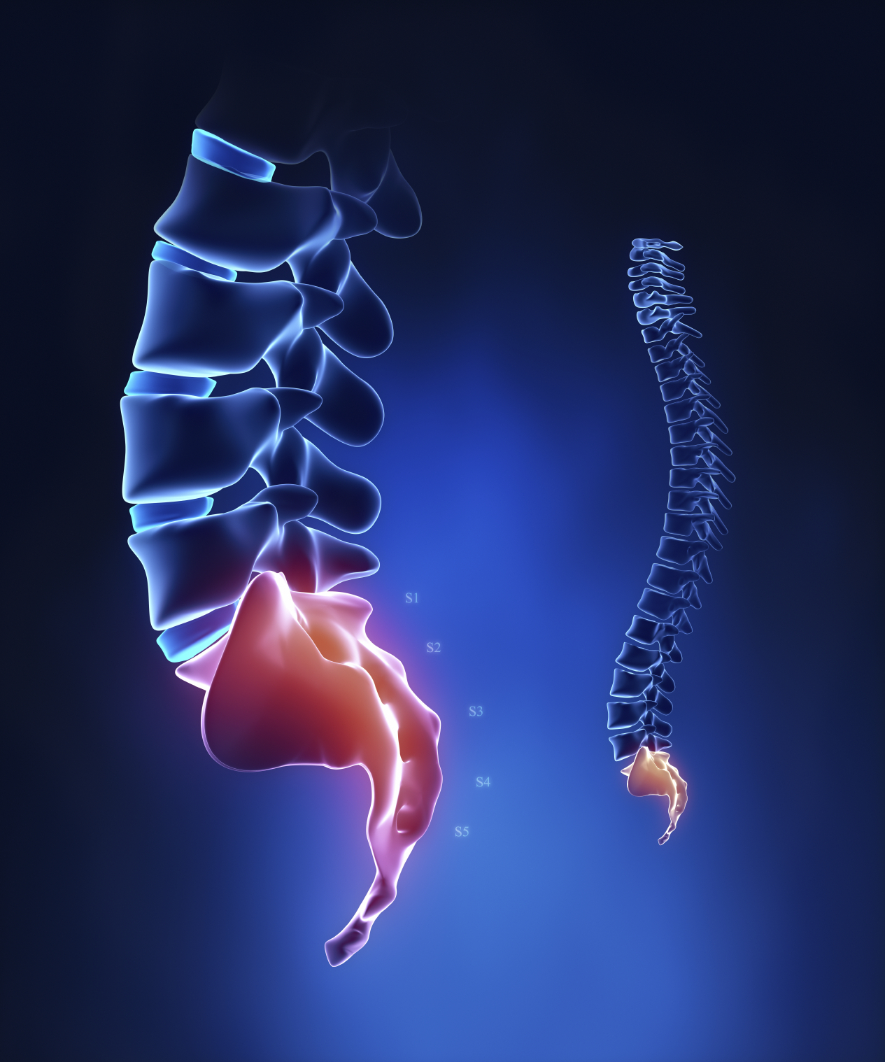 Coccyx: What Is It, Function, Injuries, and More