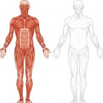 Anterior Muscles