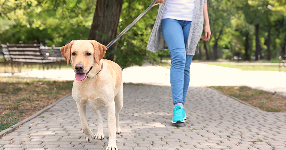 9 Ways to Prevent Injury While Walking the Dog - Athletico