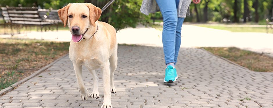 9 Ways to Prevent Injury While Walking the Dog